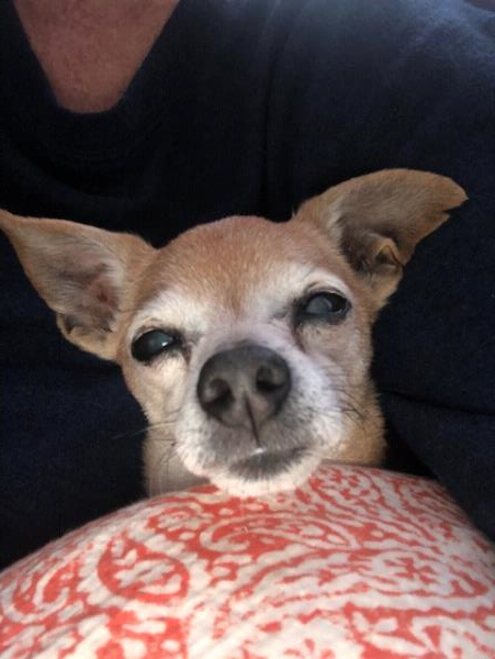 /Images/uploads/Humane Rescue Alliance/HRACalendarPhotoContest/entries/8798thumb.jpg